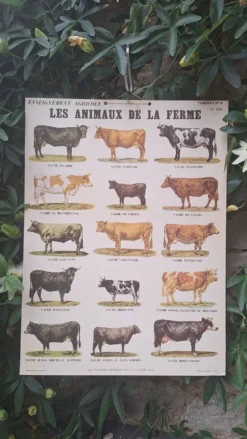 Planche pédagogique