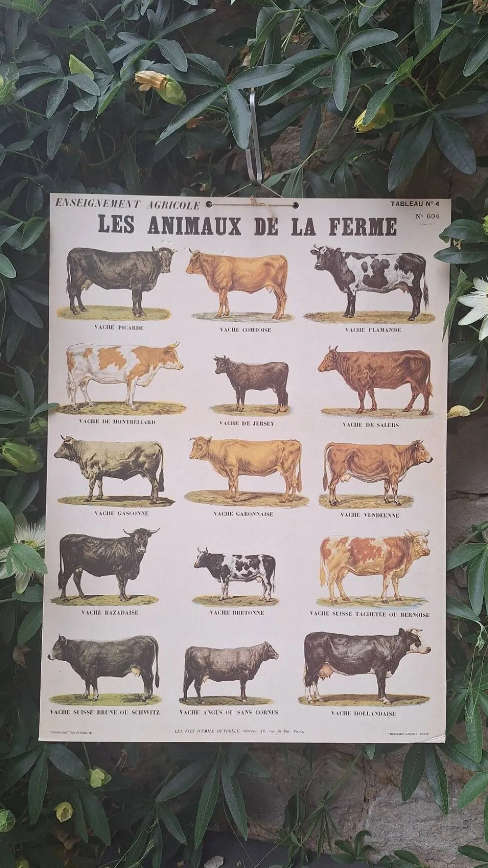 Planche pédagogique