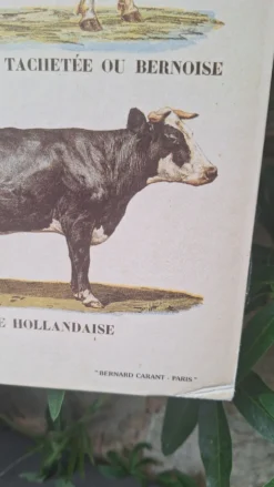Planche pédagogique