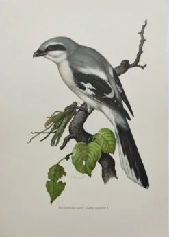 Planche vintage oiseaux Années 60 - Pie-Grieche Grise - Illustration ornithologique