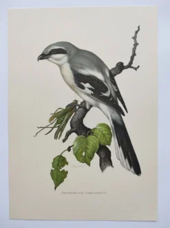 Planche vintage oiseaux Années 60 - Pie-Grieche Grise - Illustration ornithologique