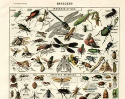 Planche Zoologique ancienne de 1923 - Insectes par A. Millot - Gravure