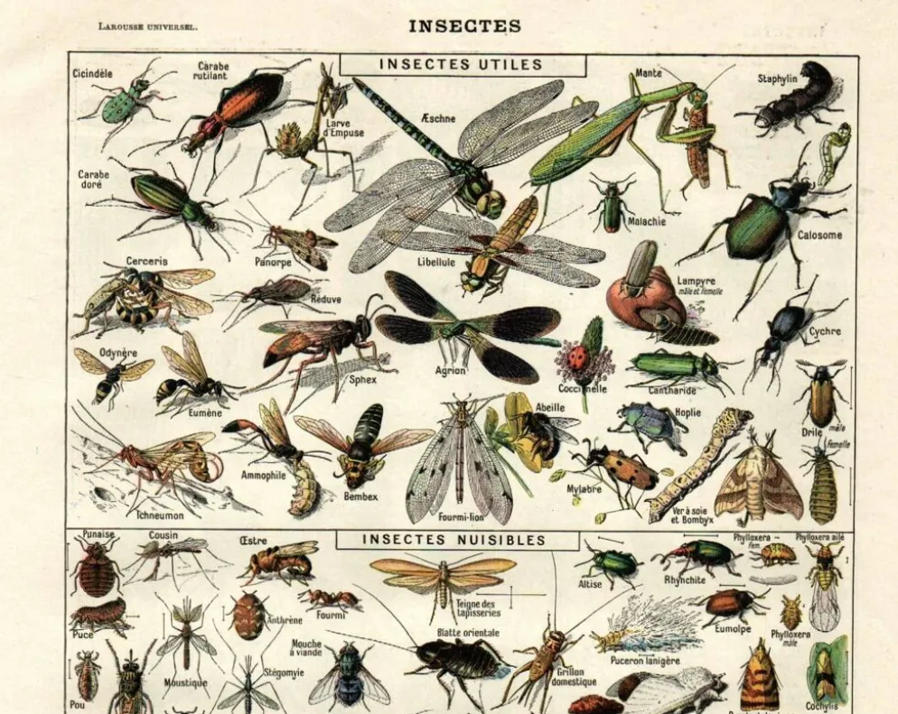 Planche Zoologique ancienne de 1923 - Insectes par A. Millot - Gravure
