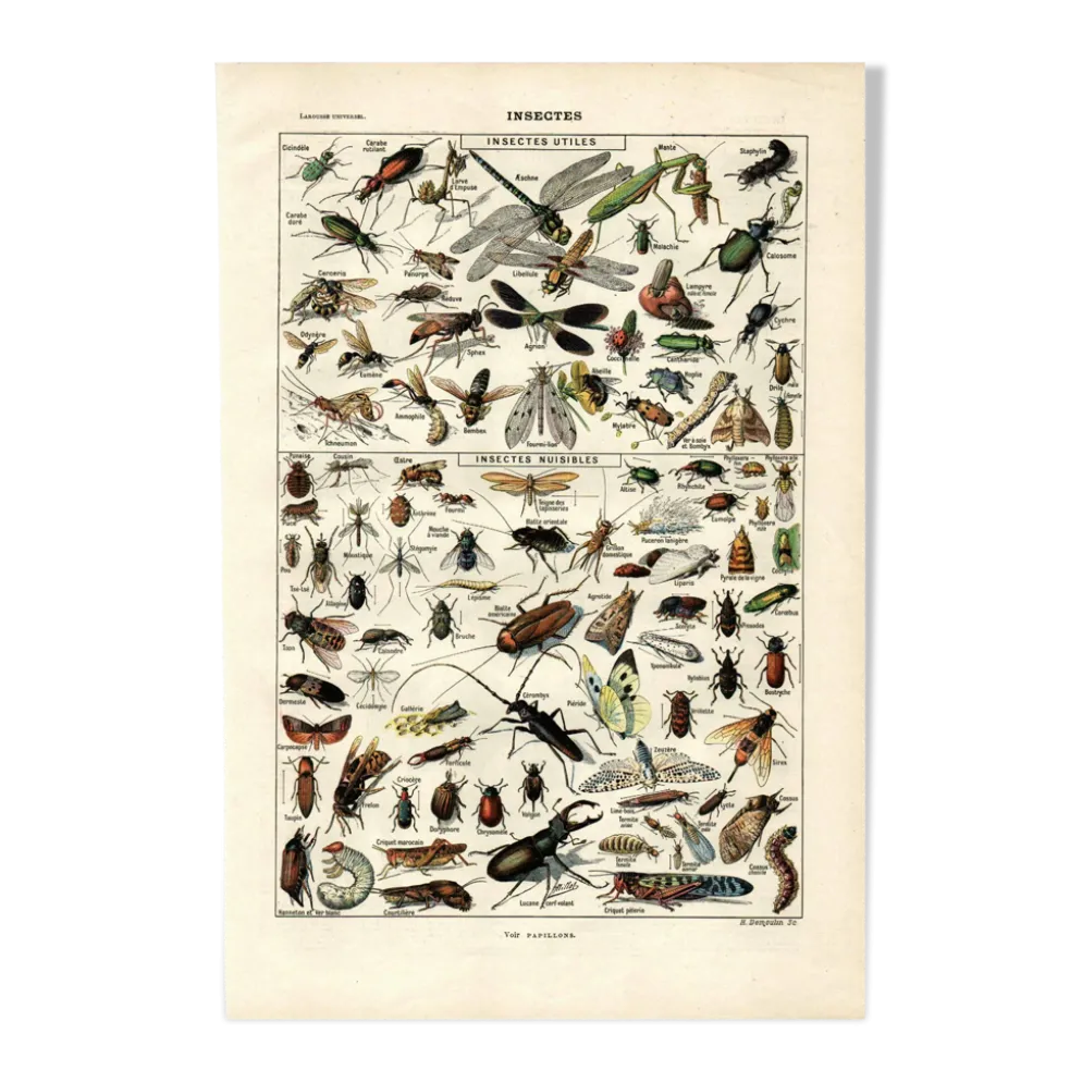 Planche Zoologique ancienne de 1923 - Insectes par A. Millot - Gravure