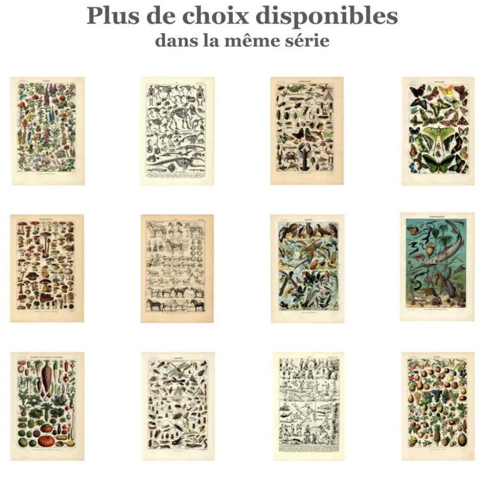 Planche Zoologique ancienne de 1923 - Insectes par A. Millot - Gravure