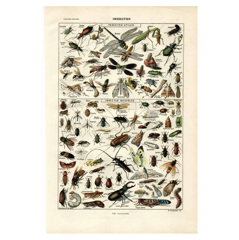 Planche Zoologique ancienne de 1923 - Insectes par A. Millot - Gravure