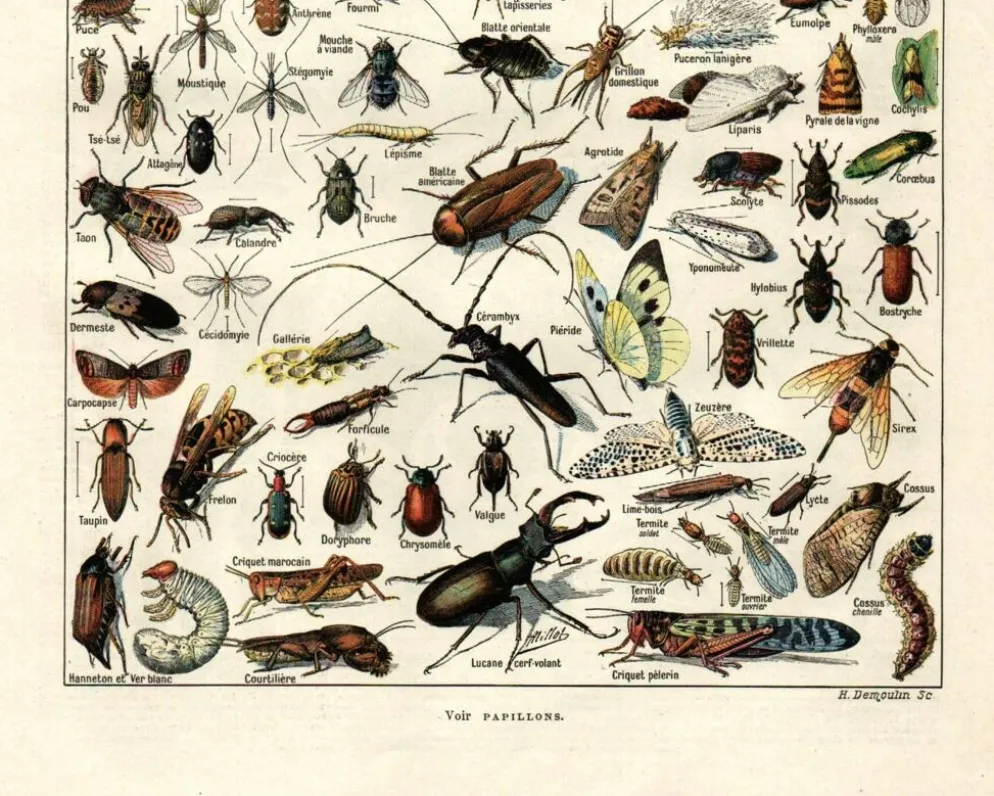 Planche Zoologique ancienne de 1923 - Insectes par A. Millot - Gravure