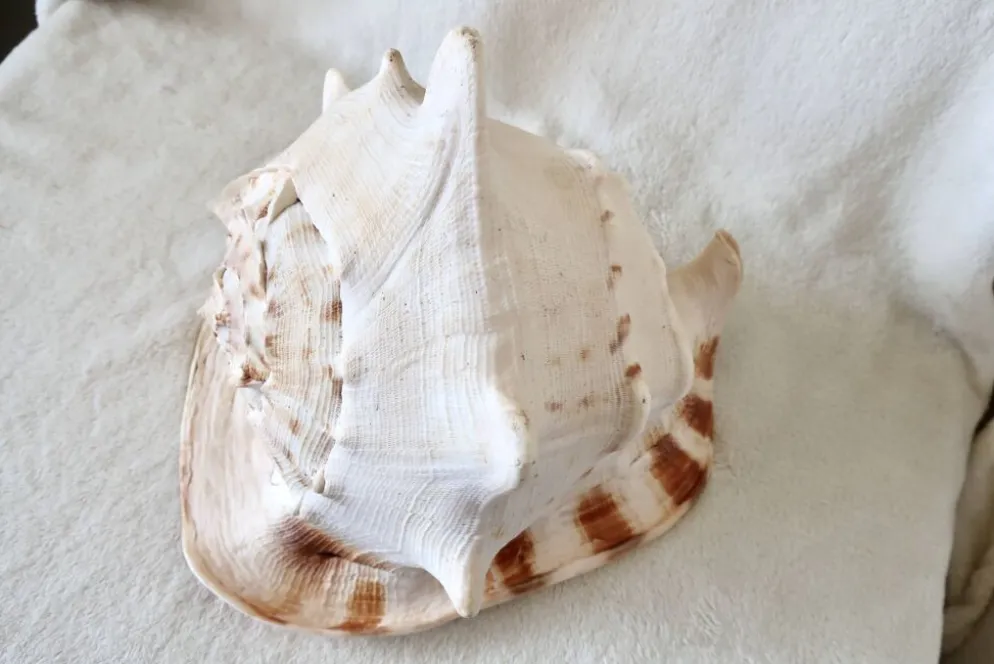 Rare et Grand "Cassis Cornuta", Casque Cornu 32 cm, TBE