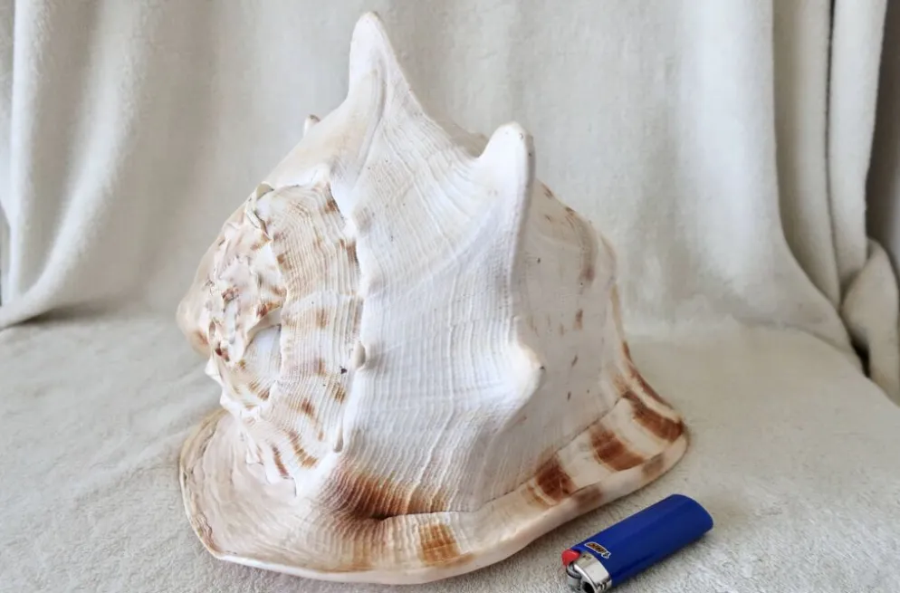 Rare et Grand "Cassis Cornuta", Casque Cornu 32 cm, TBE