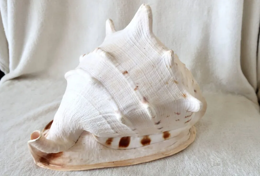 Rare et Grand "Cassis Cornuta", Casque Cornu 32 cm, TBE
