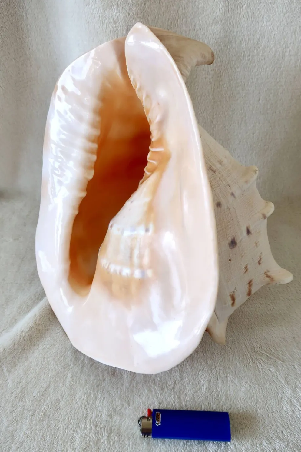Rare et Grand "Cassis Cornuta", Casque Cornu 32 cm, TBE