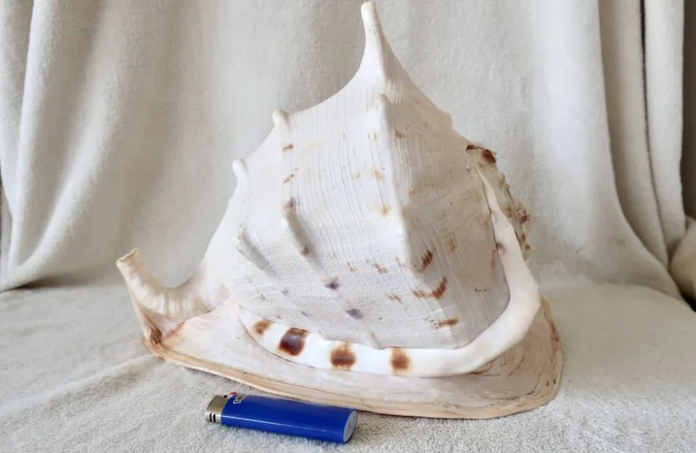 Rare et Grand "Cassis Cornuta", Casque Cornu 32 cm, TBE