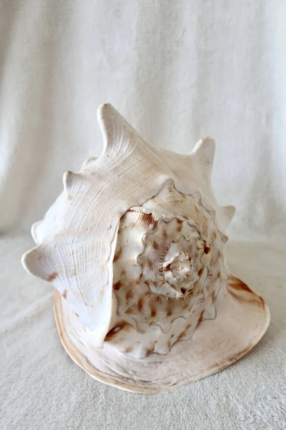 Rare et Grand "Cassis Cornuta", Casque Cornu 32 cm, TBE