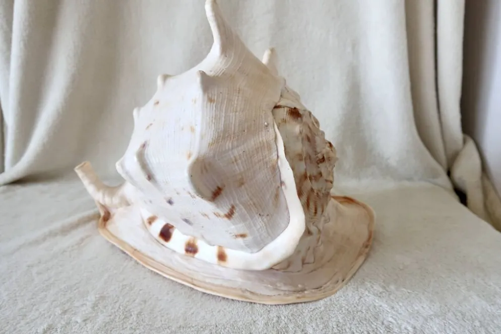 Rare et Grand "Cassis Cornuta", Casque Cornu 32 cm, TBE