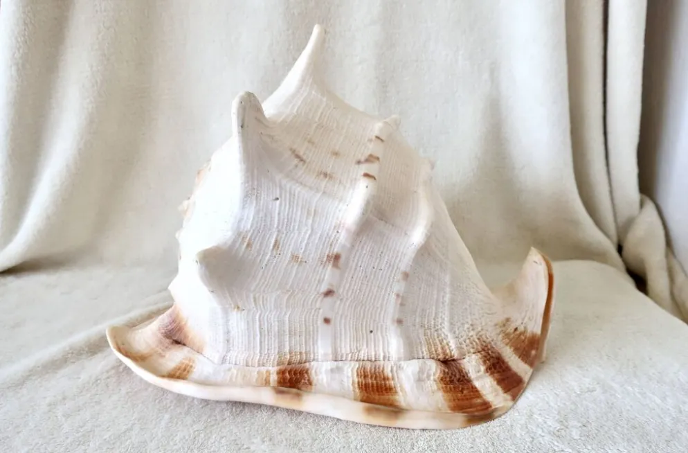 Rare et Grand "Cassis Cornuta", Casque Cornu 32 cm, TBE