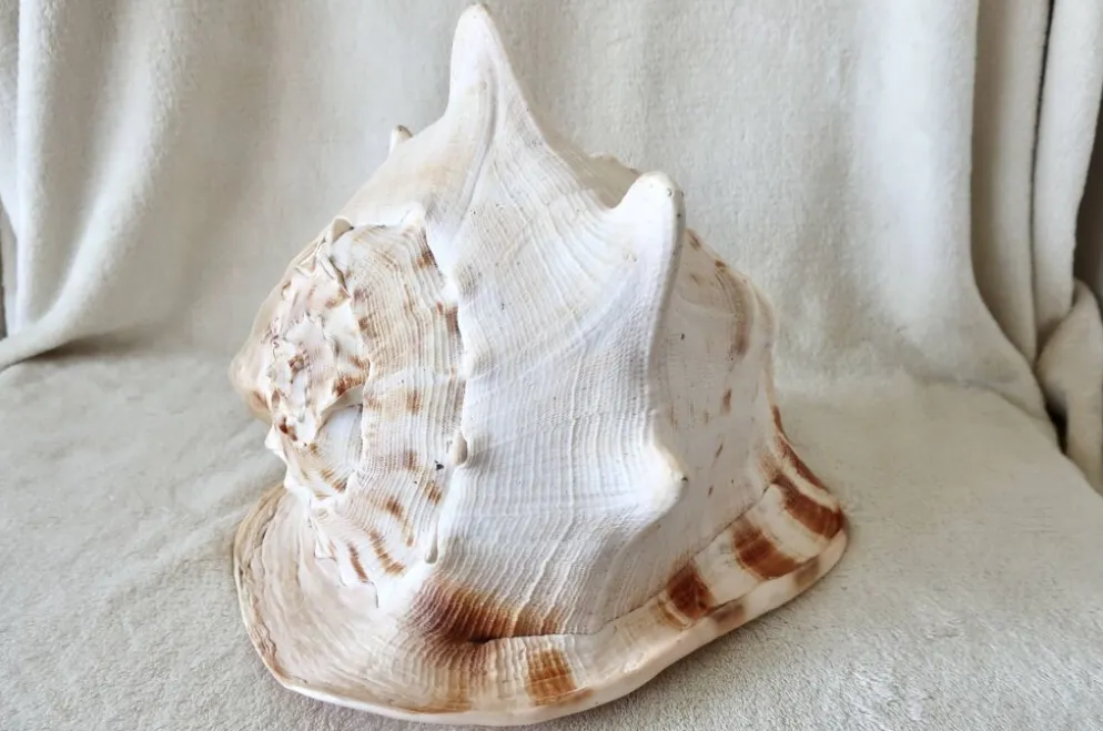 Rare et Grand "Cassis Cornuta", Casque Cornu 32 cm, TBE