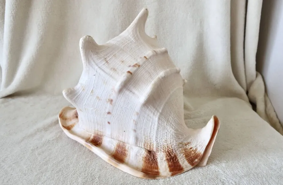 Rare et Grand "Cassis Cornuta", Casque Cornu 32 cm, TBE