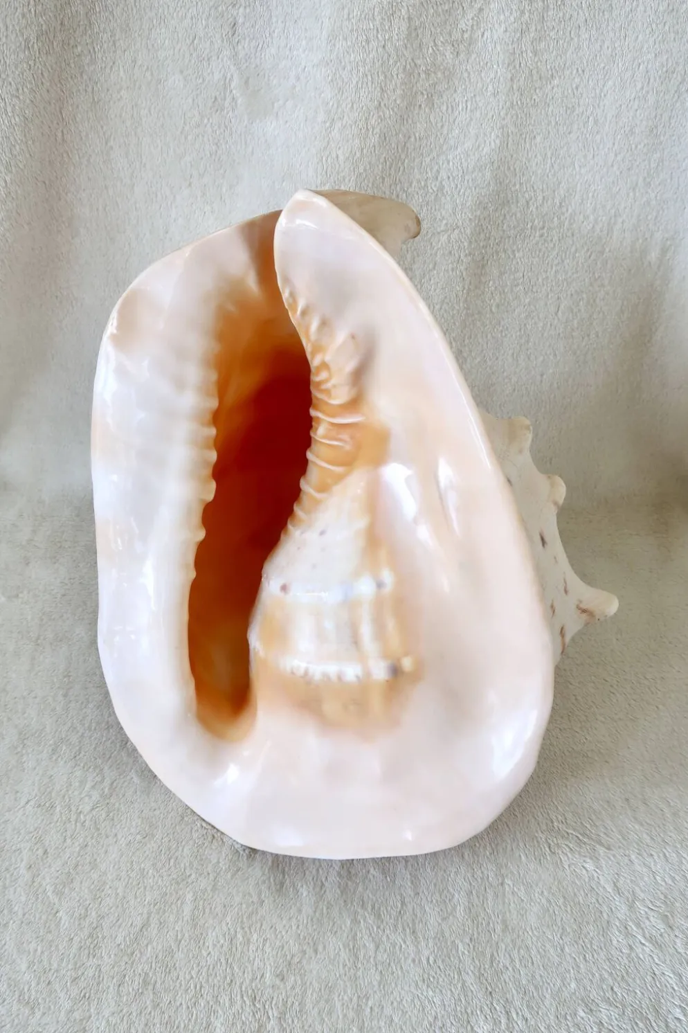 Rare et Grand "Cassis Cornuta", Casque Cornu 32 cm, TBE