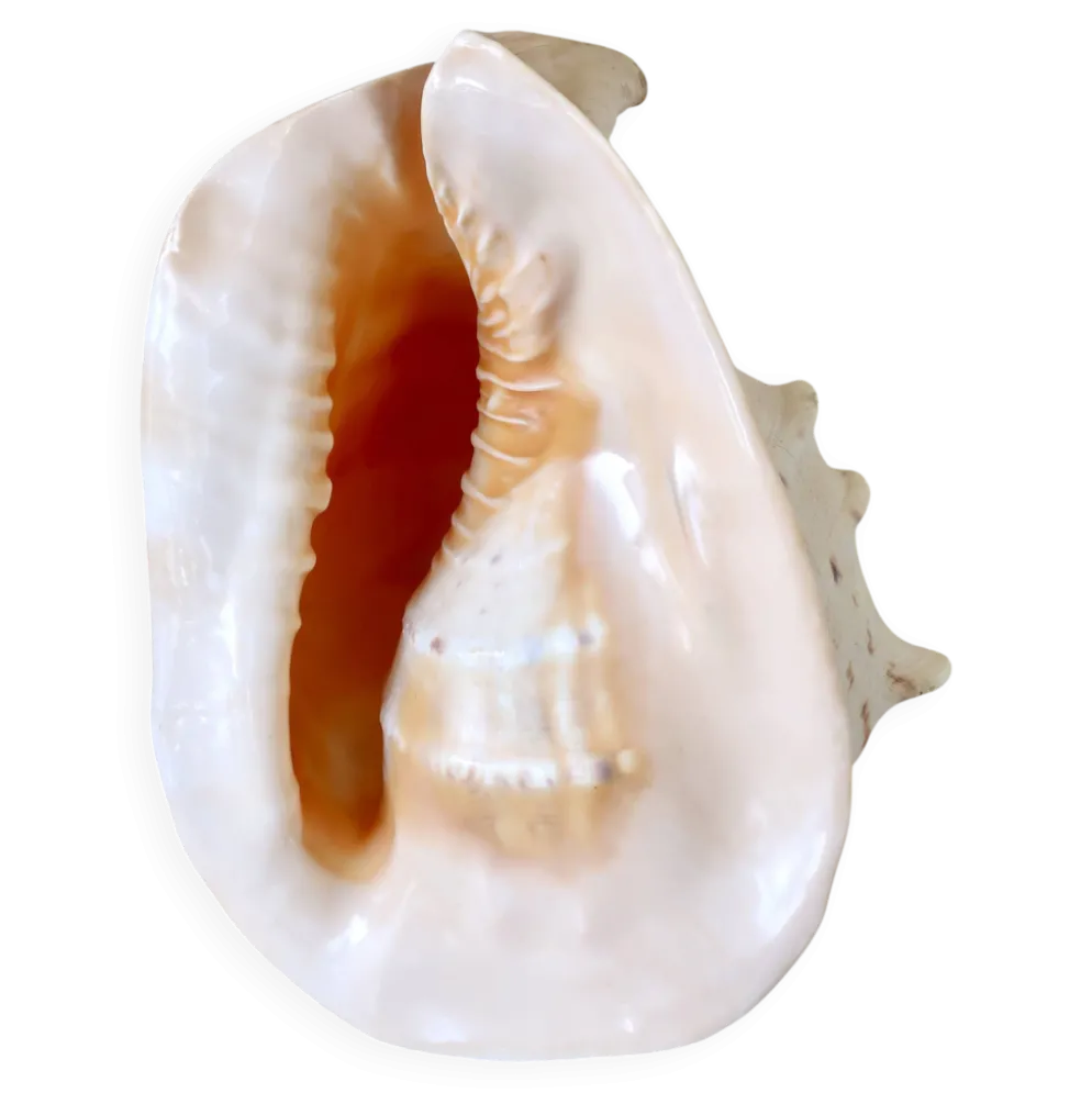 Rare et Grand "Cassis Cornuta", Casque Cornu 32 cm, TBE