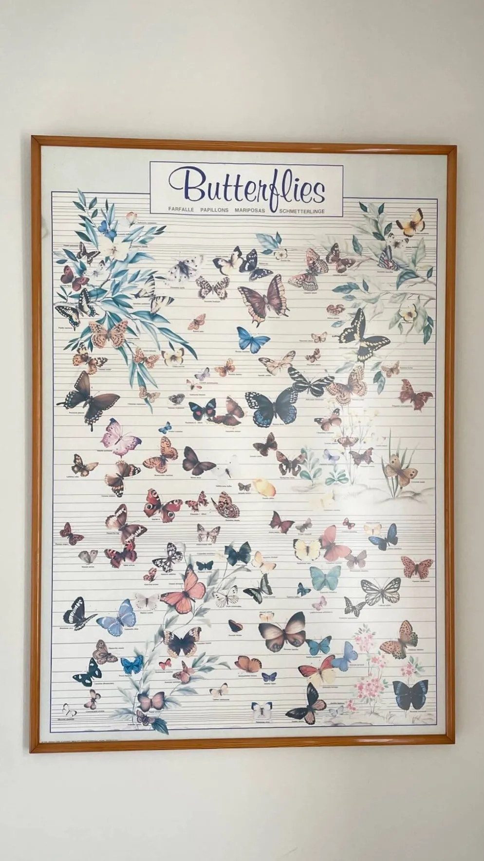Tableau affiche butterfly italy