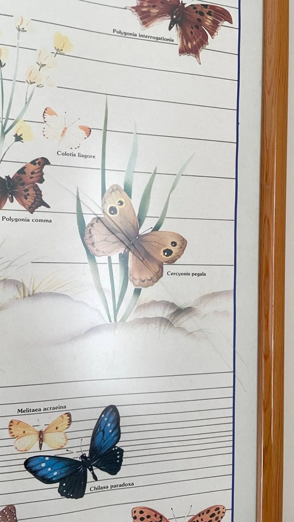 Tableau affiche butterfly italy