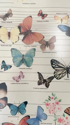 Tableau affiche butterfly italy