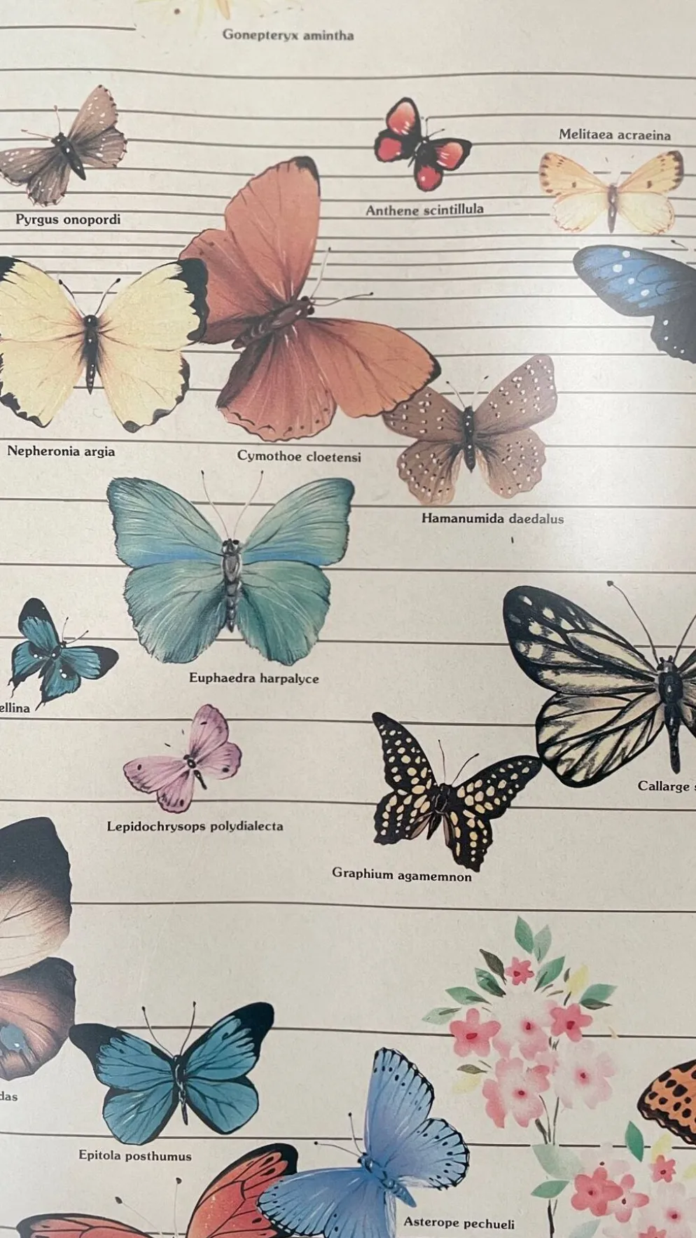 Tableau affiche butterfly italy