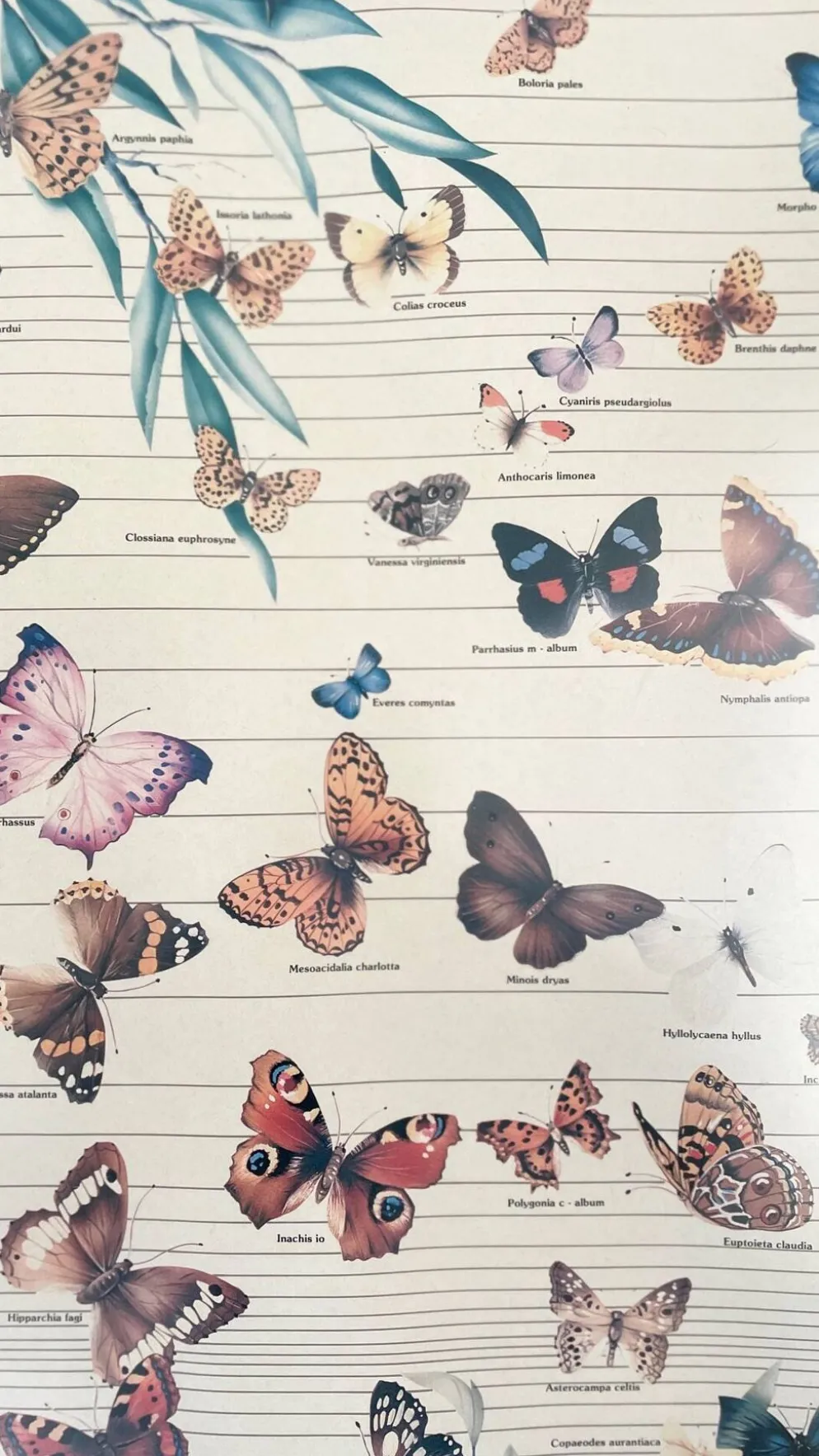 Tableau affiche butterfly italy