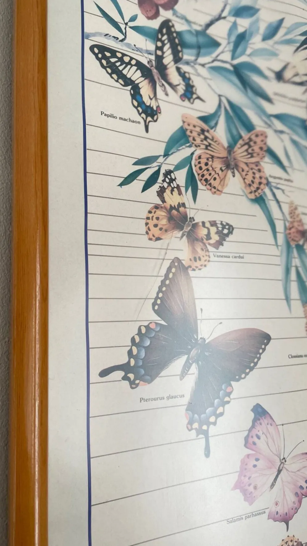 Tableau affiche butterfly italy