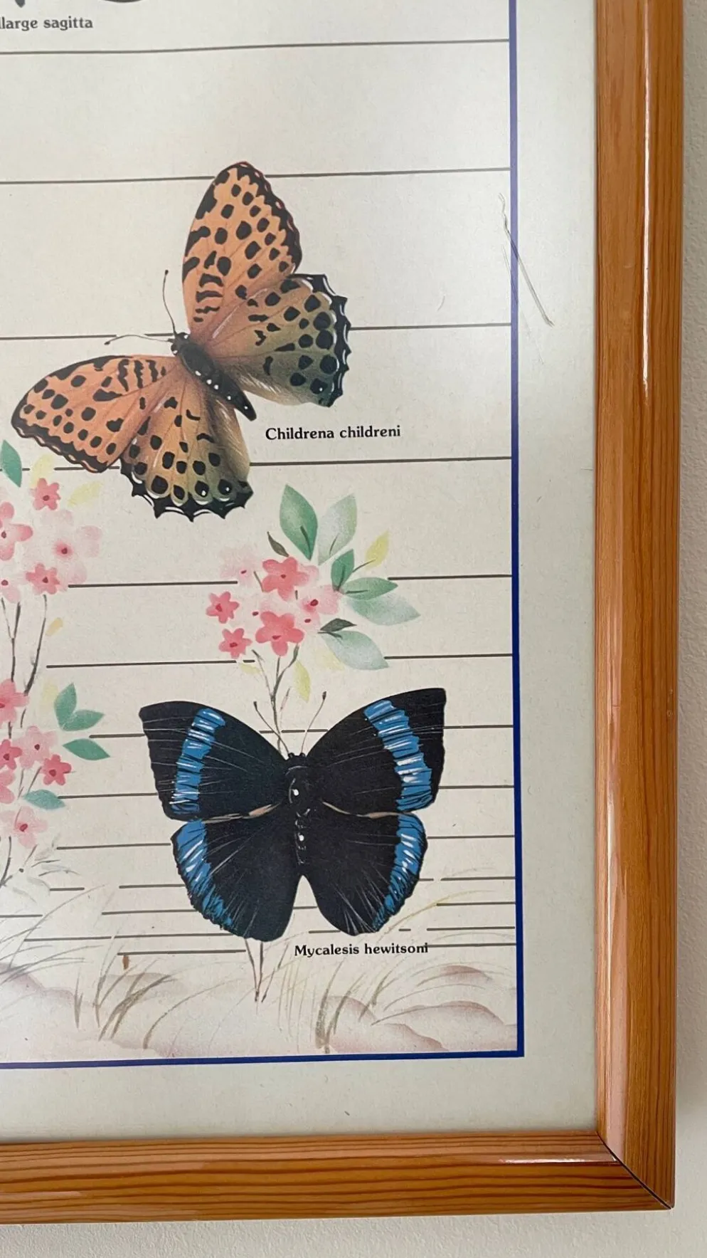 Tableau affiche butterfly italy