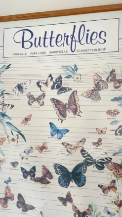 Tableau affiche butterfly italy