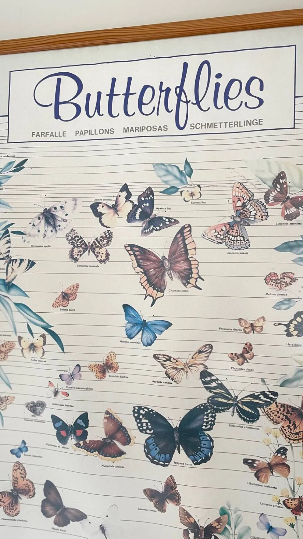 Tableau affiche butterfly italy