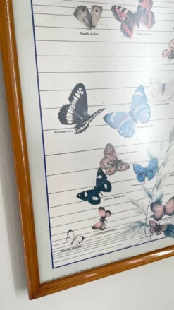 Tableau affiche butterfly italy