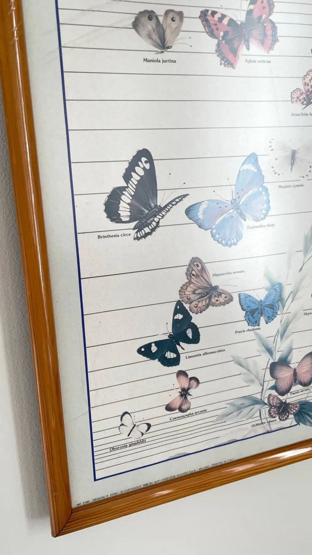 Tableau affiche butterfly italy