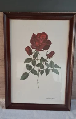 Tableau encadré - Illustration botanique Rose « Josephine Bruce