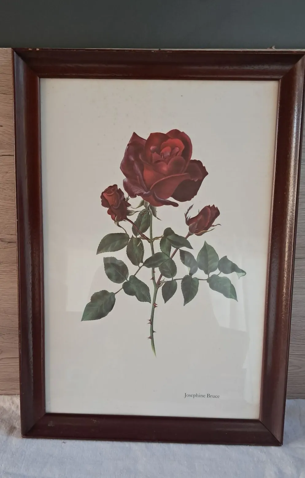 Tableau encadré - Illustration botanique Rose « Josephine Bruce", 1970
