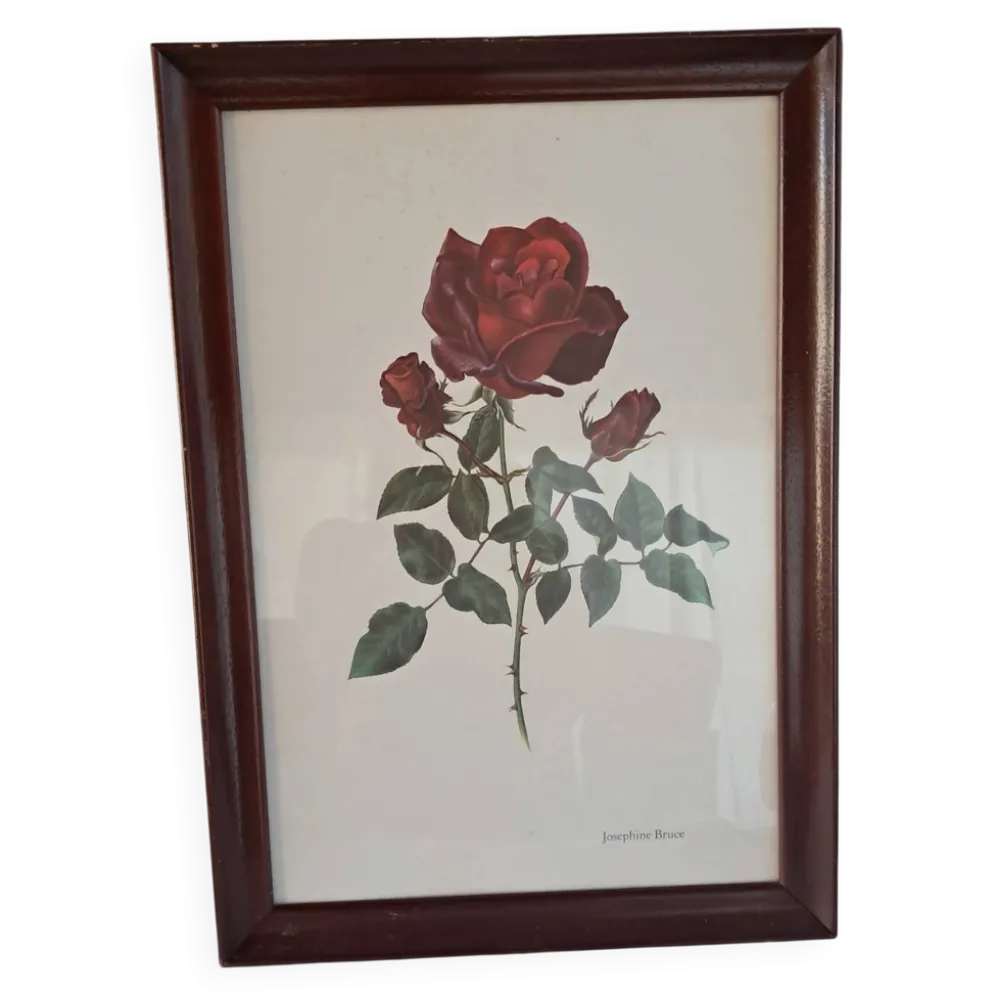 Tableau encadré - Illustration botanique Rose « Josephine Bruce", 1970