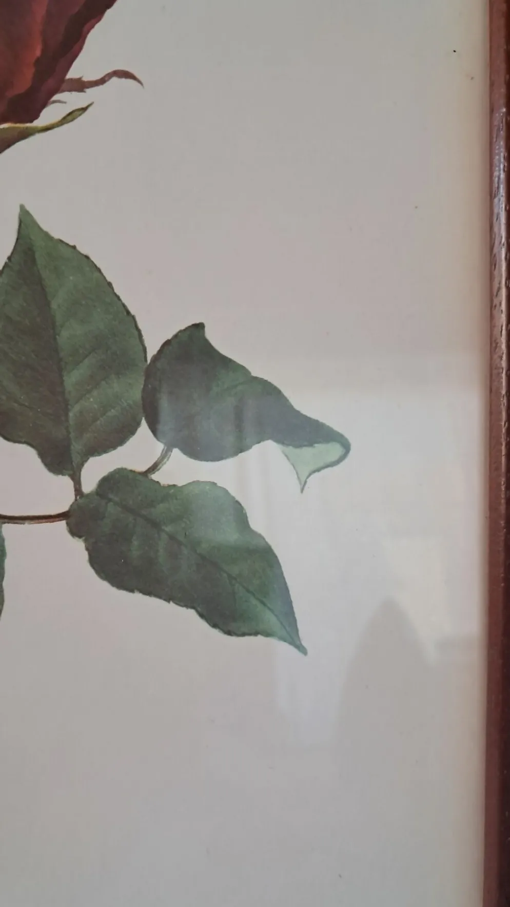 Tableau encadré - Illustration botanique Rose « Josephine Bruce", 1970