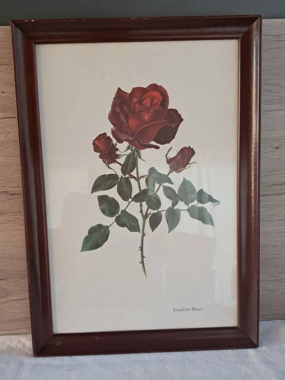 Tableau encadré - Illustration botanique Rose « Josephine Bruce", 1970