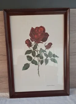 Tableau encadré - Illustration botanique Rose « Josephine Bruce