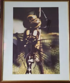 Tableau photo vintage Libellule