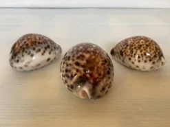 Trio de coquillages cypraea tigris