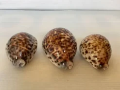 Trio de coquillages cypraea tigris