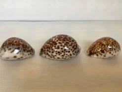 Trio de coquillages cypraea tigris