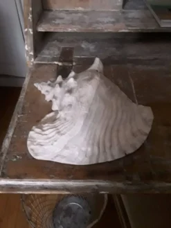 Très beau coquillage intérieur rosé