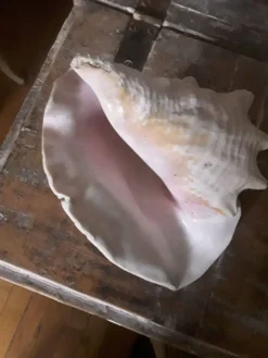 Très beau coquillage intérieur rosé