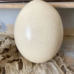 Œuf d'autruche esprit cabinet de curiosité
