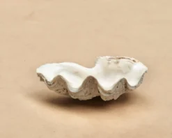Vide poche coquillage bénitier naturel blanc beige années 70