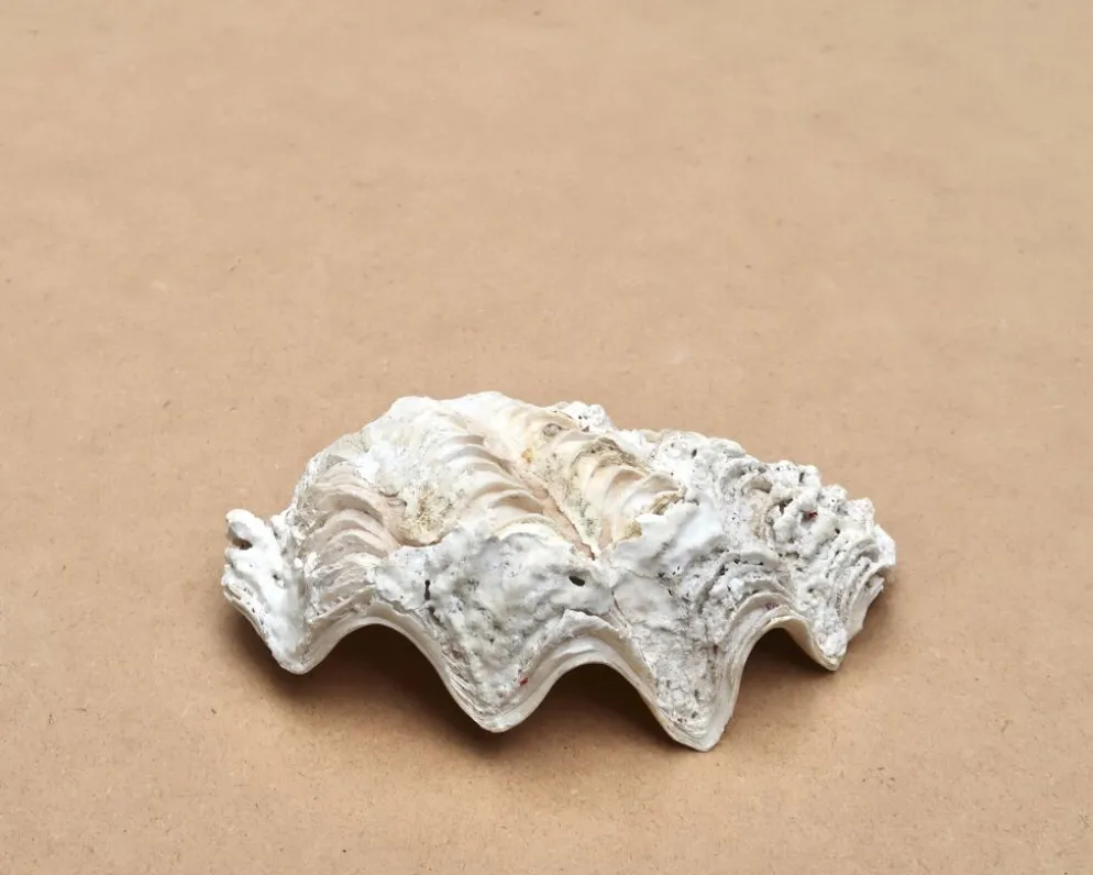 Vide poche coquillage bénitier naturel blanc beige années 70