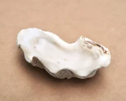 Vide poche coquillage bénitier naturel blanc beige années 70
